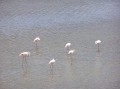 Flamingos