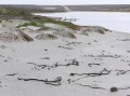 Giant algae