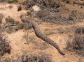 Puff Adder