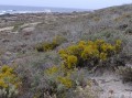 Salt tolerant lichen 1
