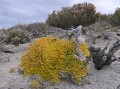 Salt tolerant lichen 2