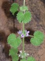 Ballota africana
