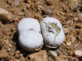 Conophytum flavum