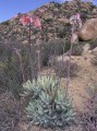 Cotyledon orbiculata 1