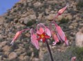 Cotyledon orbiculata 2