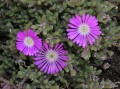 Drosanthemum floribundum