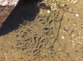 Frog eggs