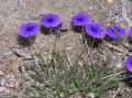 Monopsis debilis