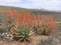 Aloe falcata 1