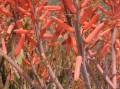 Aloe falcata 2