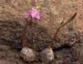 Anacampseros sp.