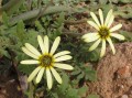 Arctotheca calendula