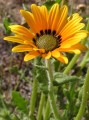 Arctotis fastuosa