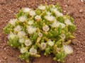Augea capensis 1
