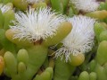 Augea capensis 2