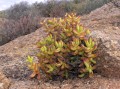 Crassula brevifolia