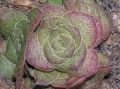 Crassula sp.