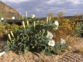 Datura sp.