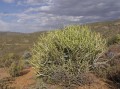 Euphorbia sp.