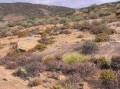 Granite hill vegetation