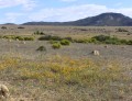 Namaqualand NP 1