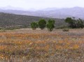 Namaqualand NP 2