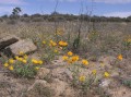 Namaqualand daisies