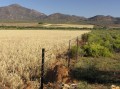Oat fields