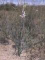 Ornithogallum sp. 1