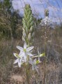 Ornithogallum sp. 2