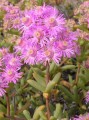 Ruschia cf. robusta