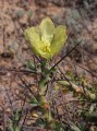 Sarcocaulon crassicaule