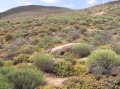 Succulent vegetation 1