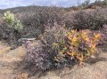 Succulent vegetation 2