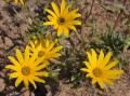 Tripteris sp.