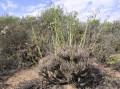 Tylecodon wallichii