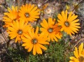 Ursinia cakilefolia