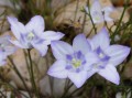 Wahlenbergia annularis