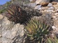 Aloe melanacantha 1