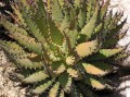 Aloe melanacantha 2
