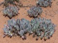 Cheiridopsis denticulata