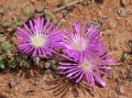 Drosanthemum hispidum