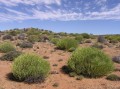 Euphorbia nellii