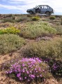 Flowering roadside