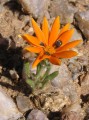 Gorteria diffusa 3
