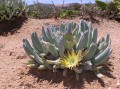 Mesembryanthemum guerichianum 1