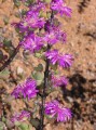 Ruschia sp.