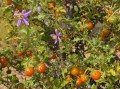 Solanum giftbergense