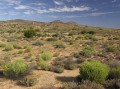 Succulent vegetation 3