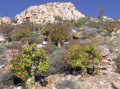 Tylecodon paniculatus 1